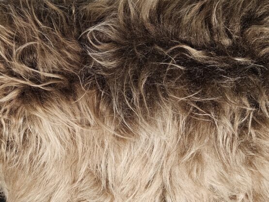 Pair of Jindrich Halabala 'H269' lounge chairs in Mongolian sheepskin, Czech Republic, 1930s - Image 11